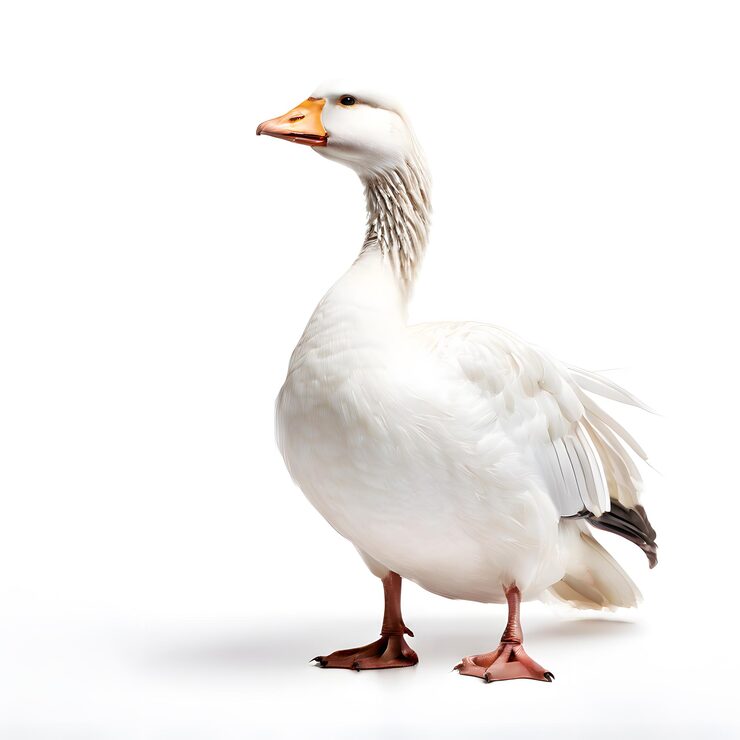 beautiful-animal-studio