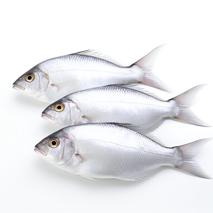 freshwater-fish-