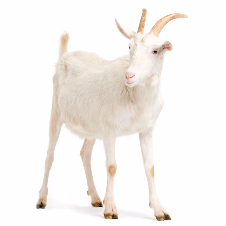 mutton