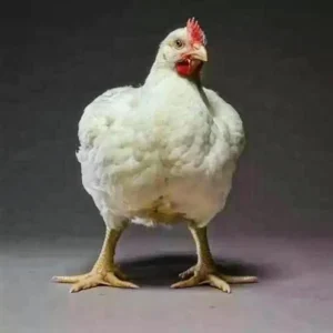 Live Chicken